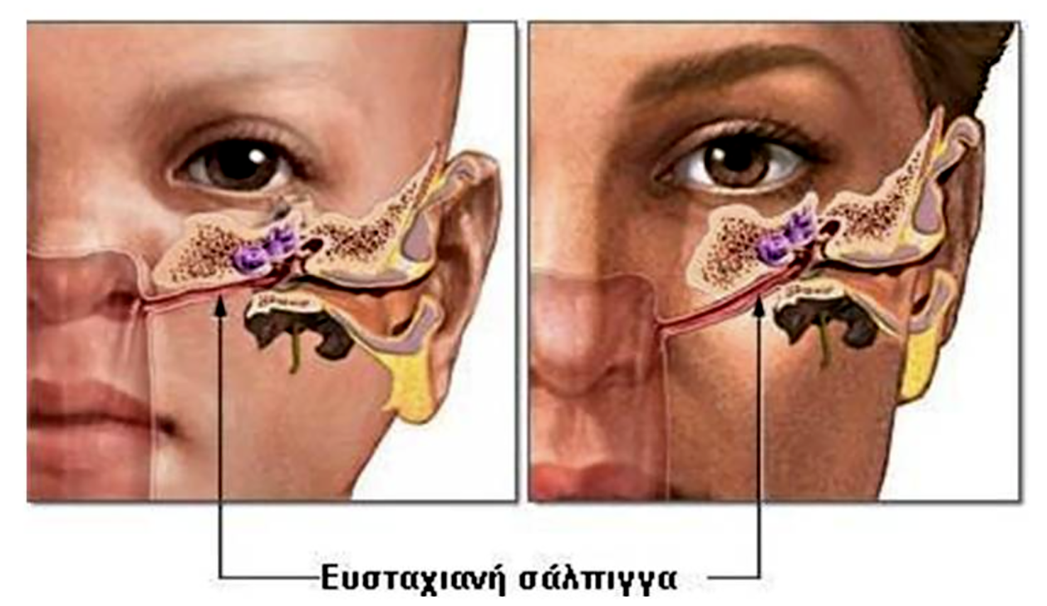 ΕΥΣΤΑΧΙΑΝΗ ΣΑΛΠΙΓΓΑ